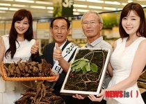마트에서 만나는 고품질 산양삼과 산더덕