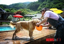평창 애견 펜션단지…마을 효자 노릇 톡톡