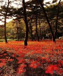 성주산자연휴양림 만개한 ‘꽃 무릇’