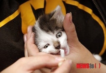 베테랑 수의사 윤신근 박사, 모든 의료수가 파격