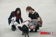 애완동물 수호천사, 강원대 학생의 눈물어린 모정