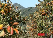 주황빛 물든 감나무 가로수길