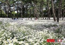 구절초 만개한 밀양 삼문 송림