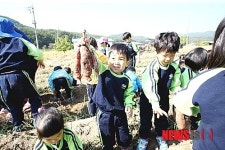 '고구마 캐기 체험'