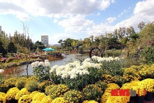 대전 유성구, 11일부터 유림공원서 국화전시회