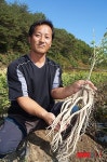 봉수맘마영농조합법인 | 슈퍼도라지로 부농 꿈꾸는 의성 김봉수씨 '화제'
