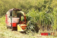 극동농업, 슈퍼 조사료 극동6호 옥수수 개발