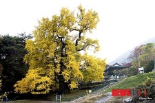 천년고찰 영국사 은행나무 앞서 26일 당산제