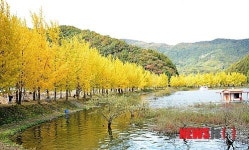 [뉴시스 앵글]노란 옷 입은 괴산 은행나무 가로수길