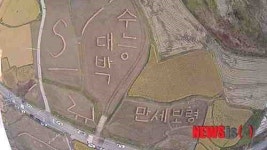 보령 토정체험마을, 전통 벼 줄가리 풍경 ‘이색’