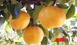 원주시, 15일부터 치악산 배 축제
