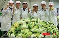 충주 앙성면 상대촌마을 절임배추 본격 출하