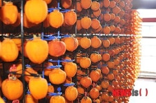 [뉴시스 앵글]곶감 출하 앞둔 감 고을 영동