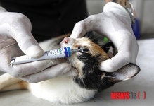 동물병원 비용부담↓ 개고양이 중성화수술·약품처방…