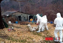 경주 농장서 토종닭 122마리 폐사