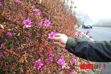 제철 잊은 철쭉… 의령군 진등고개에 피어