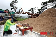 왕소나무 國喪 치른다…11일 마을 고사