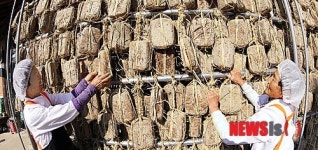 메주 손질하는 강진 신기마을 주민