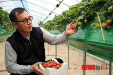 해남서 딸기 수확 한창