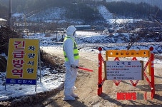 천안 돼지농장 구제역 의심농가 출입통제