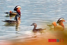 금실 좋은 원앙