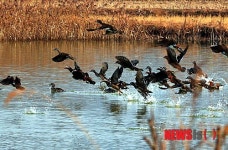 군무펼치는 원앙