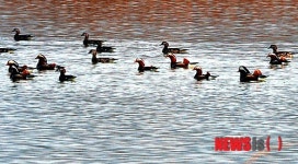휴식하는 원앙무리
