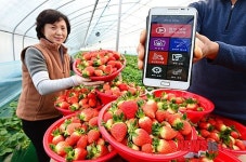 하우스 재배는 스마트팜으로 편리하게