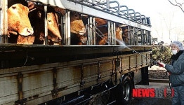 축산차량 소독하는 공판장 직원