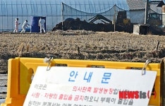구제역 의심신고 접수된 안성 돼지농장