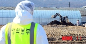 안성 돼지 농장 구제역 의심 신고 접수