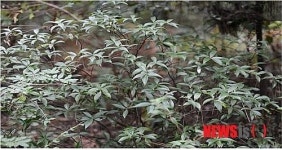 제주시 선흘 백서향·변산일엽 군락지 생태학적 가치 재발견