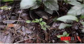 제주시 선흘 백서향·변산일엽 군락지 생태학적 가치 재발견