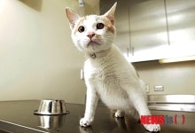 동물병원·애견용품·사료·동물약품…수의사의 대명사, 어느덧 임상40년