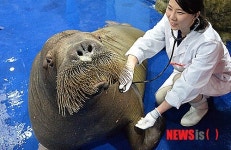 바다코끼리 메리의 건강검진 실시