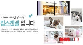 고양이 분양 킴스켄넬 유전병·피부병 보상