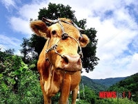 홍천군, 한우 고급육 위한 송아지 TMR 사료 대폭 지원