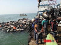 조류 영향  대부도 김양식장 파손…13억원 피해