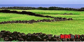 제주도 14억 투입 '제주밭담' 관광자원화 추진