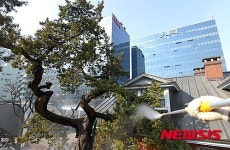 500년된 향나무 물청소