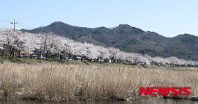 보령시, 주산벚꽃축제 내달 11일 개막