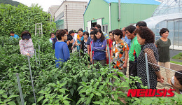 양양군 산채, 가공식품으로 재탄생