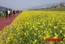 유체꽃으로 어우러진 양산시