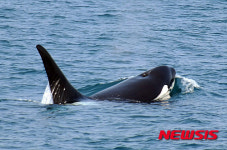 동해서 고래·물개 7종 1800마리 관찰