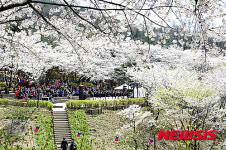 서대문구, 10~14일 안산 자락길 벚꽃음악회