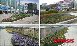 물포럼 맞아 컬러풀 대구 꽃거리 조성