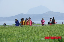 제7회 제주 가파도 청보리 축제