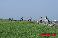 제주 가파도, 싱그러운 청보리 물결