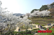 안산 벚꽃 절정