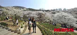 안산 벚꽃 절정